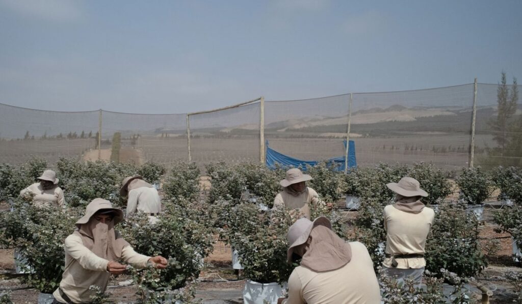 Empleo para cosechar frutas y verduras