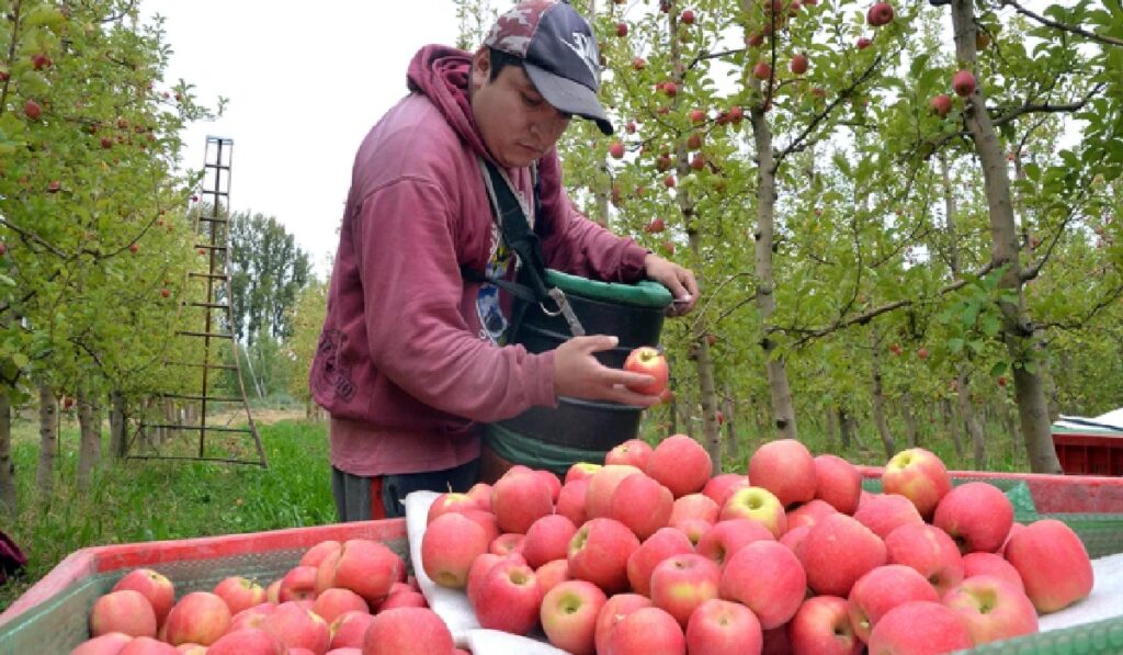 Ofertas de trabajo en cosecha