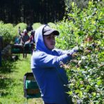 Trabajo para cosechar arándanos