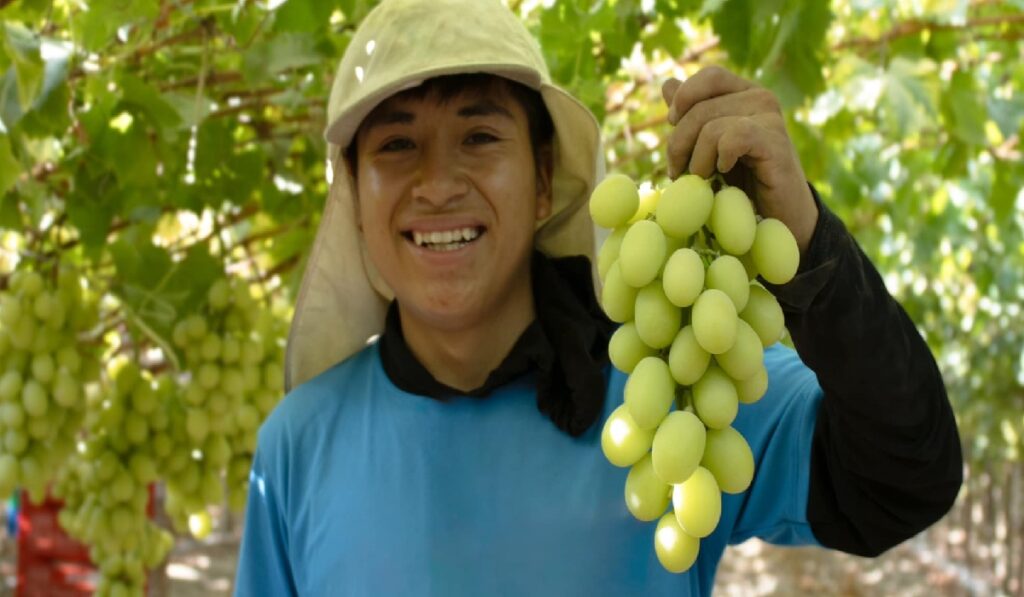 Trabajo para cosechar uvas
