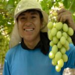 Trabajo para cosechar uvas